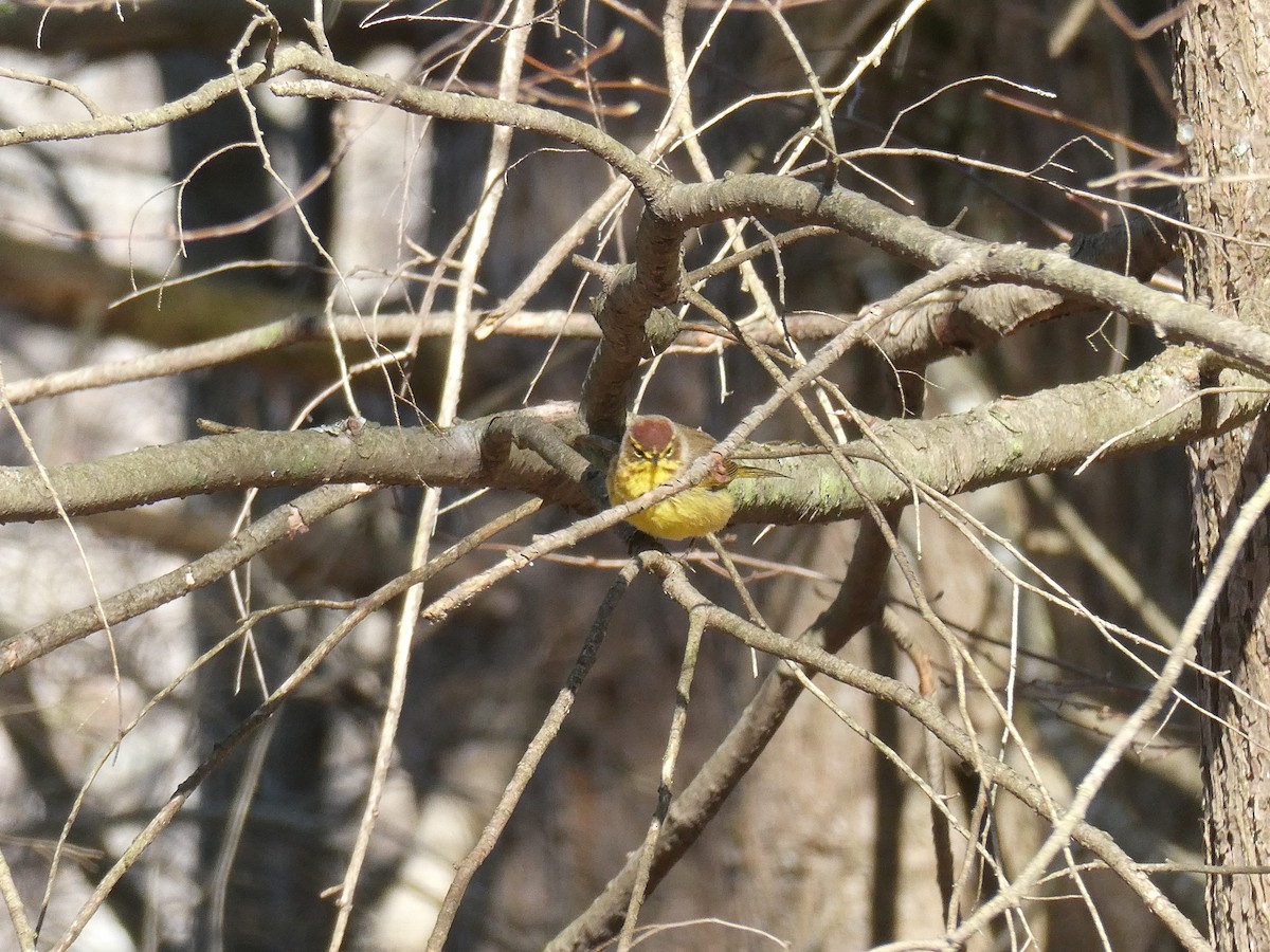 Palm Warbler - ML633526621