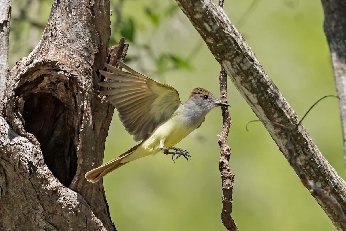 Brown-crested Flycatcher - ML633526853
