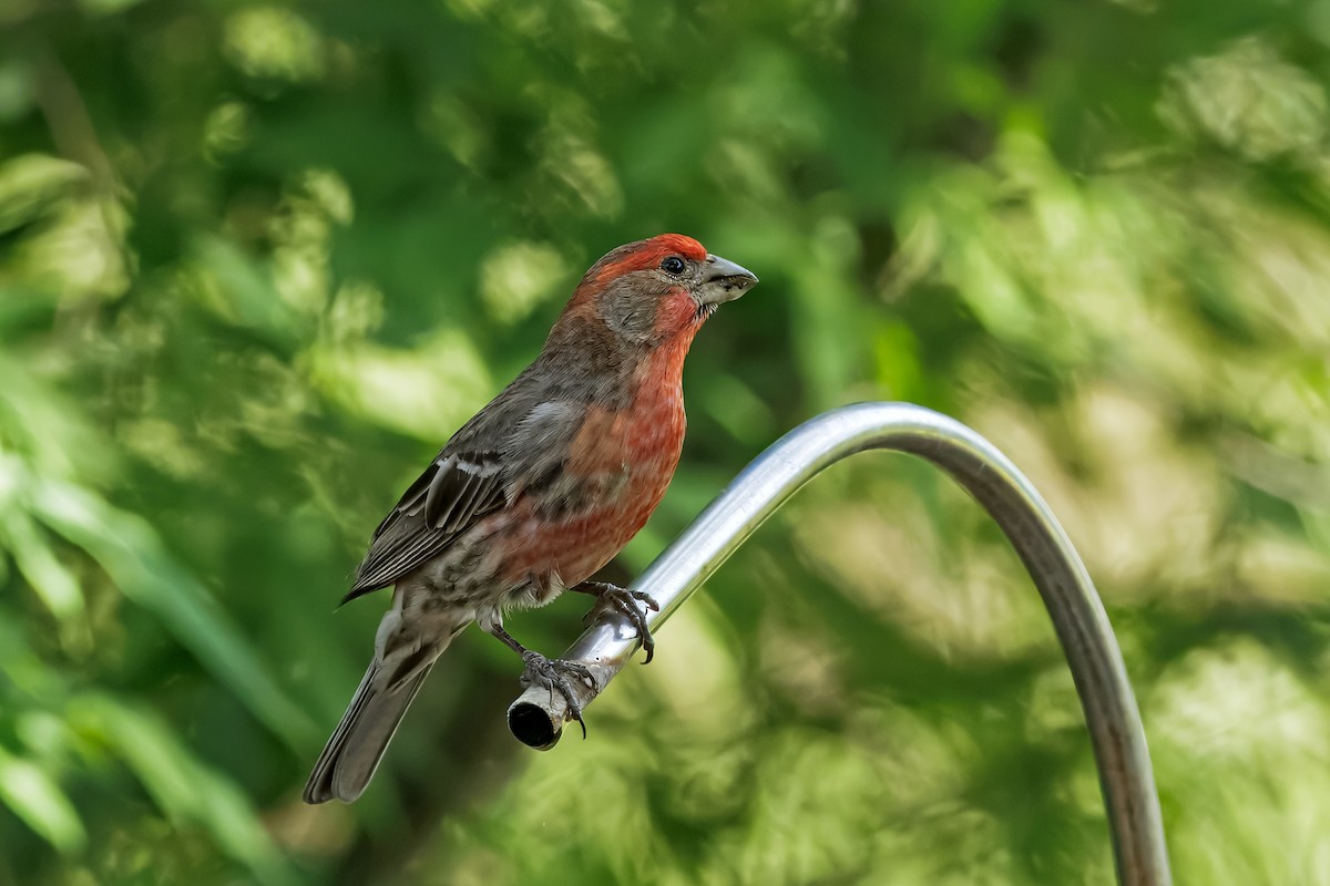 House Finch - ML633526872