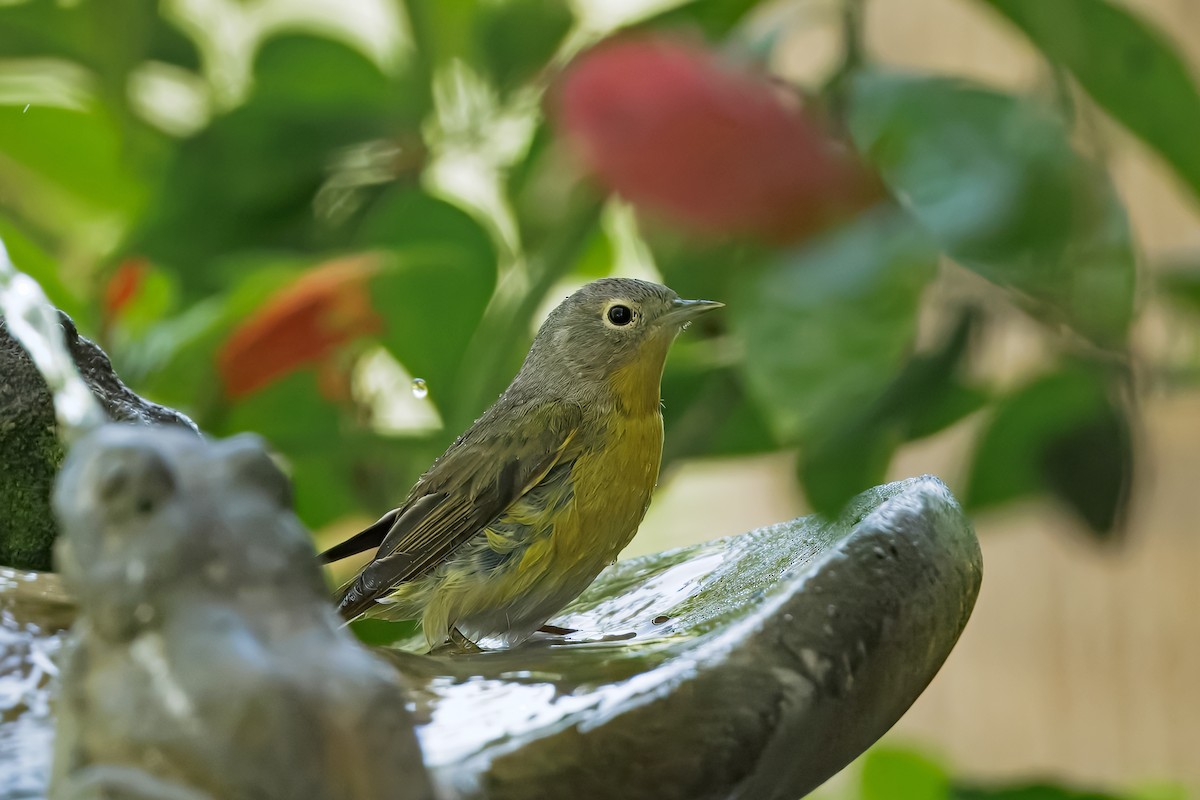 Nashville Warbler - ML633526910
