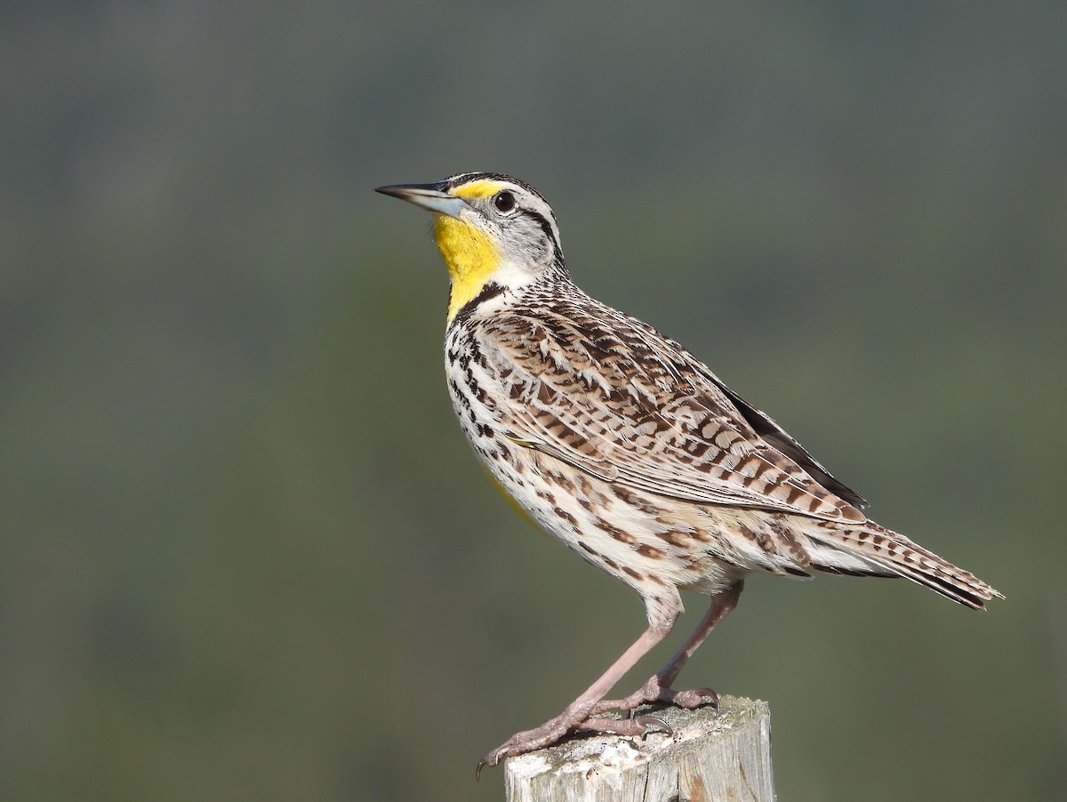 Western Meadowlark - ML633526942