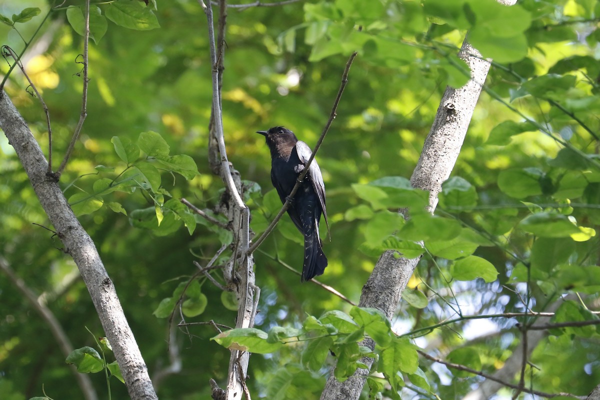 Square-tailed Drongo-Cuckoo - ML633527043