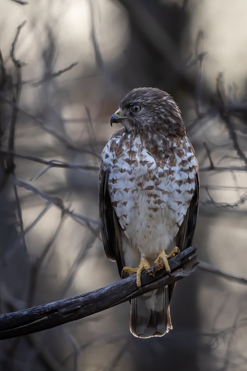 Broad-winged Hawk - ML633527074