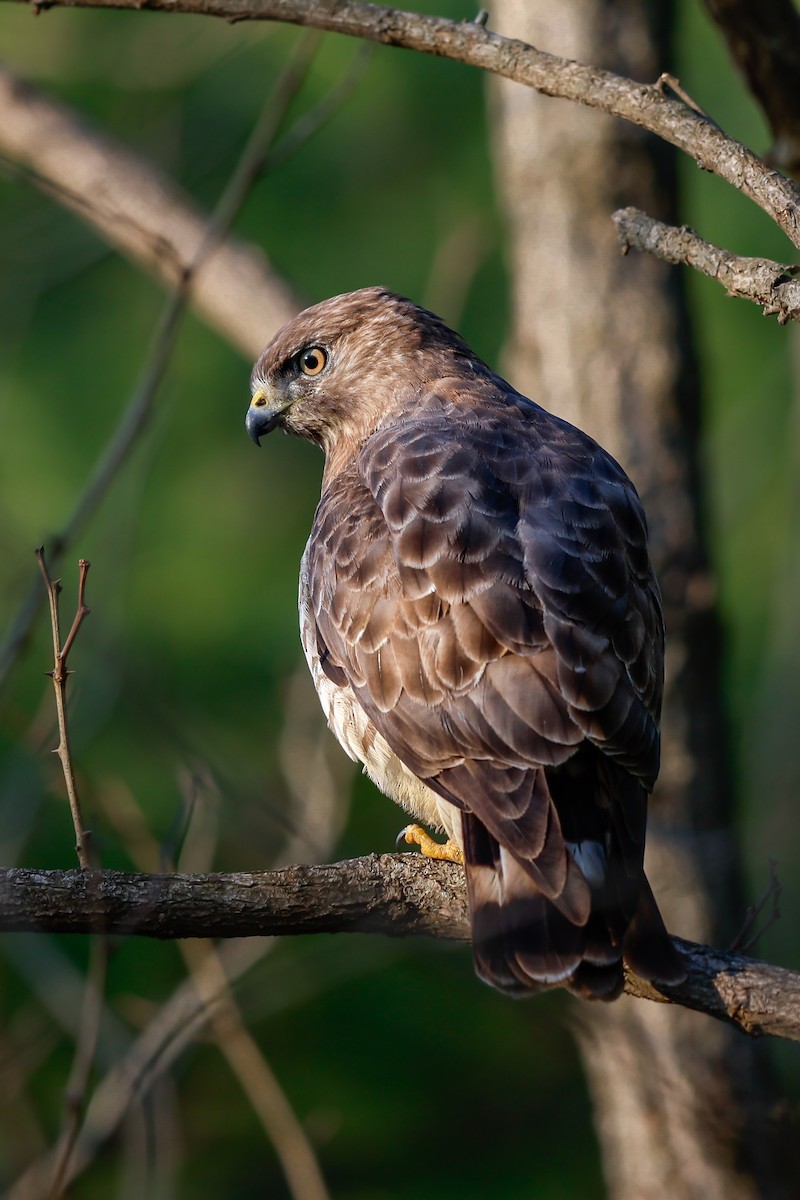 Broad-winged Hawk - ML633527075