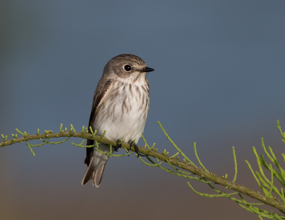 Gray-streaked Flycatcher - Kai Pflug