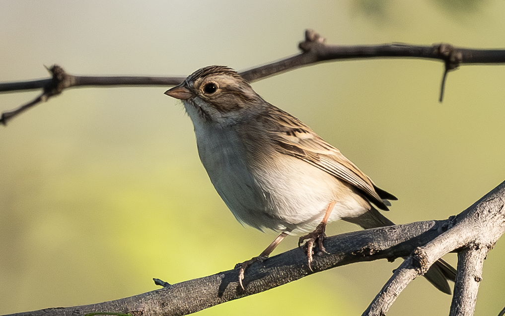 Clay-colored Sparrow - ML633527279