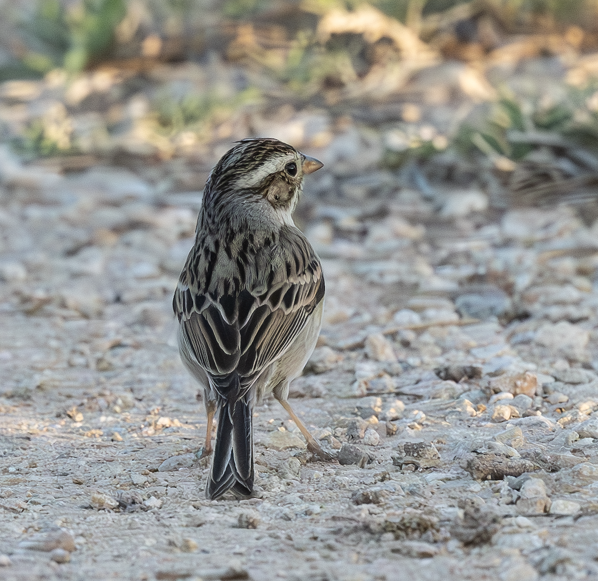 Clay-colored Sparrow - ML633527282