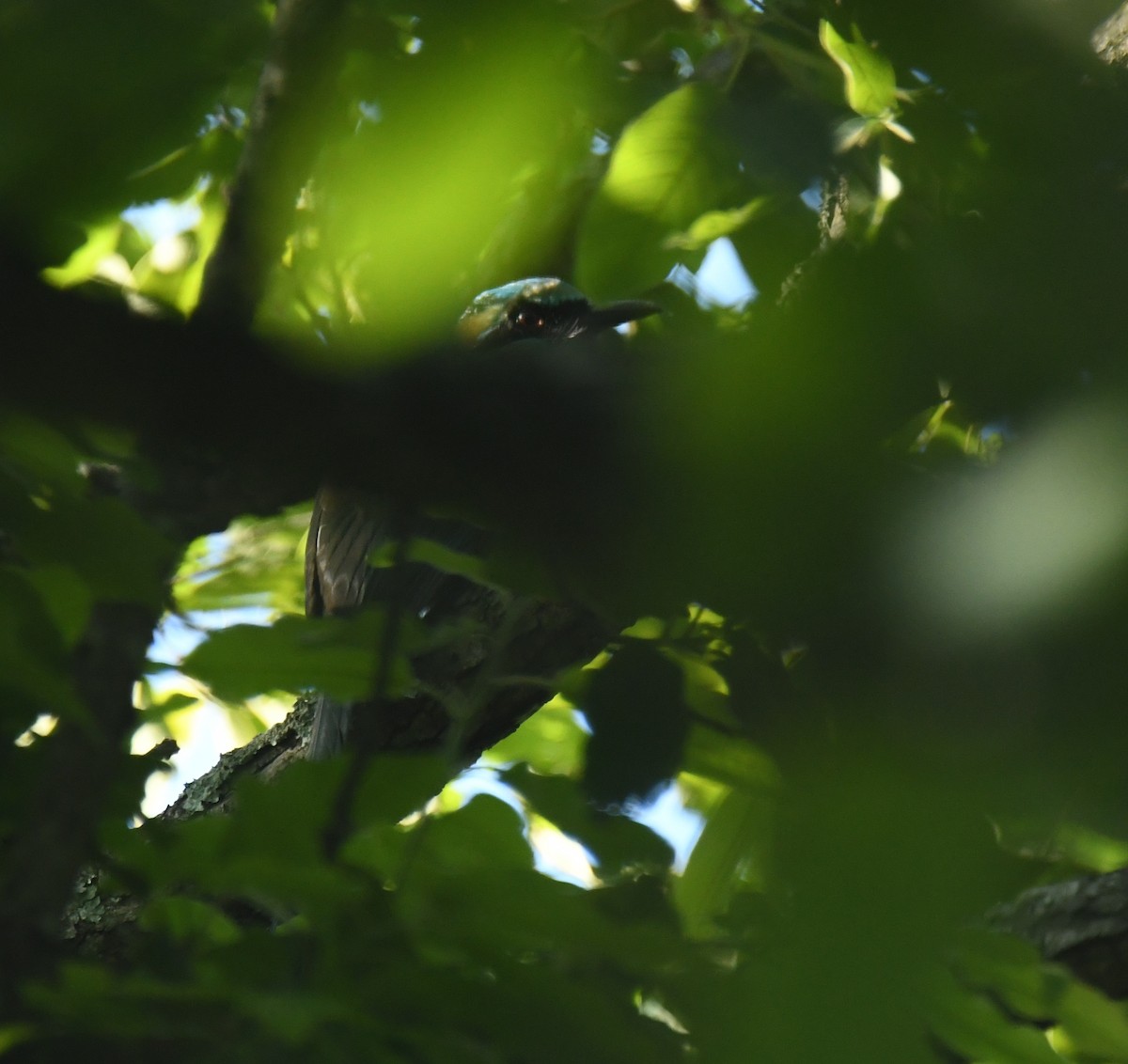 Blue-capped Motmot - ML633527307