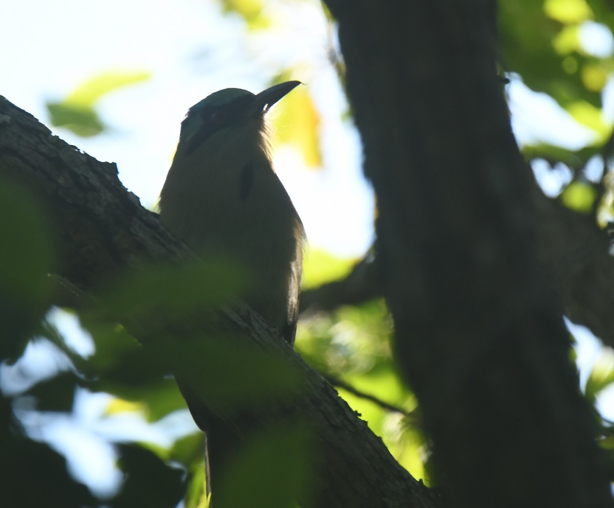 Blue-capped Motmot - ML633527308
