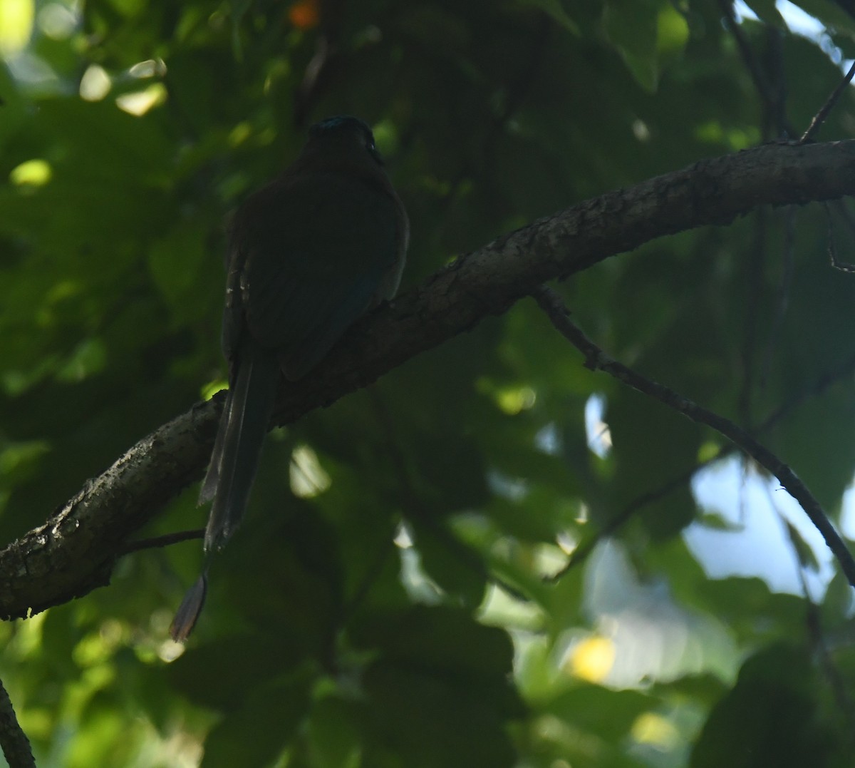 Blue-capped Motmot - ML633527310