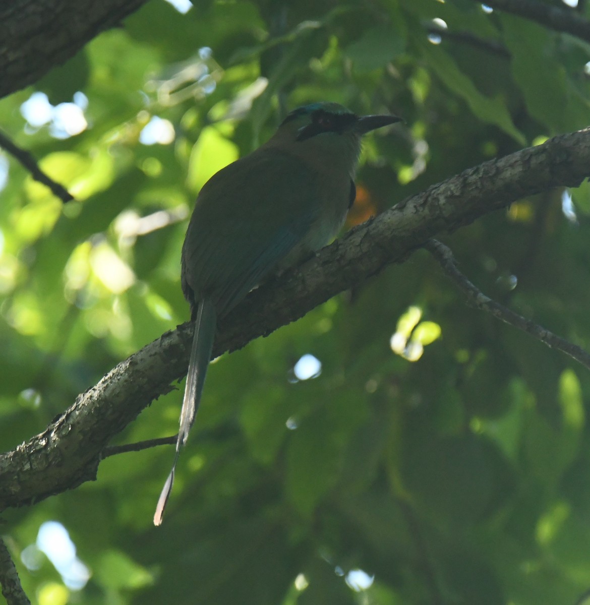 Blue-capped Motmot - ML633527311