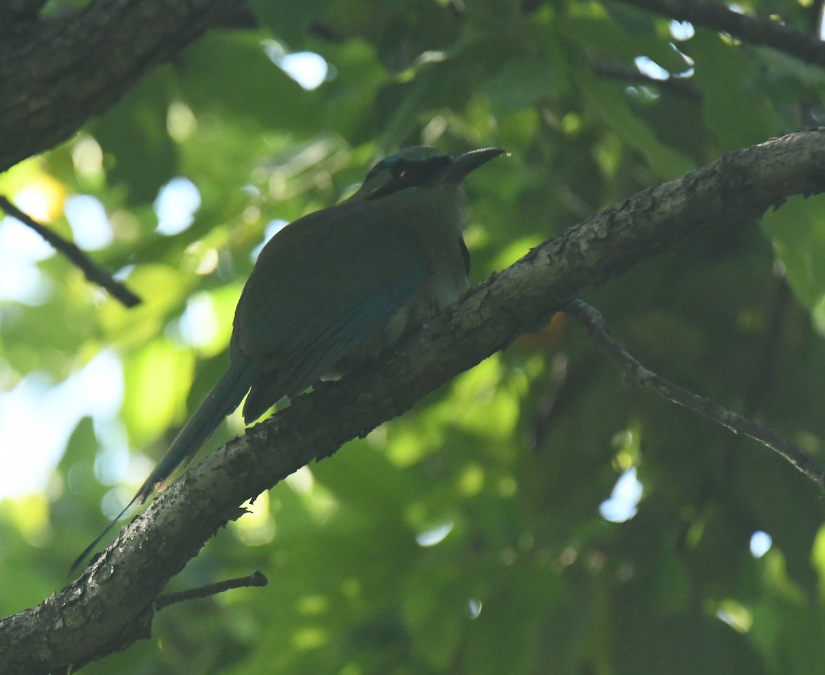 Blue-capped Motmot - ML633527312