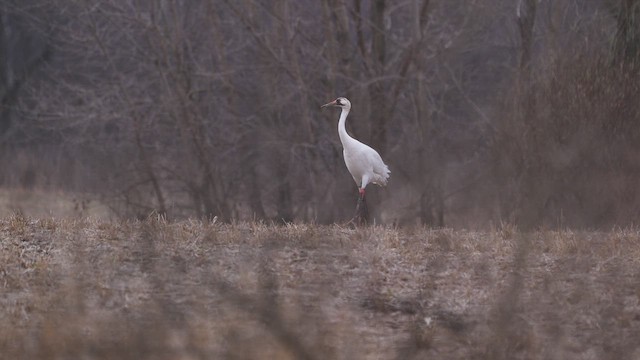 Whooping Crane - ML633527348