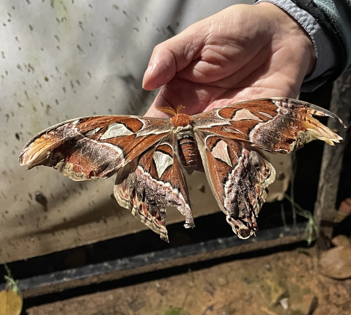 Insects - ML633527404