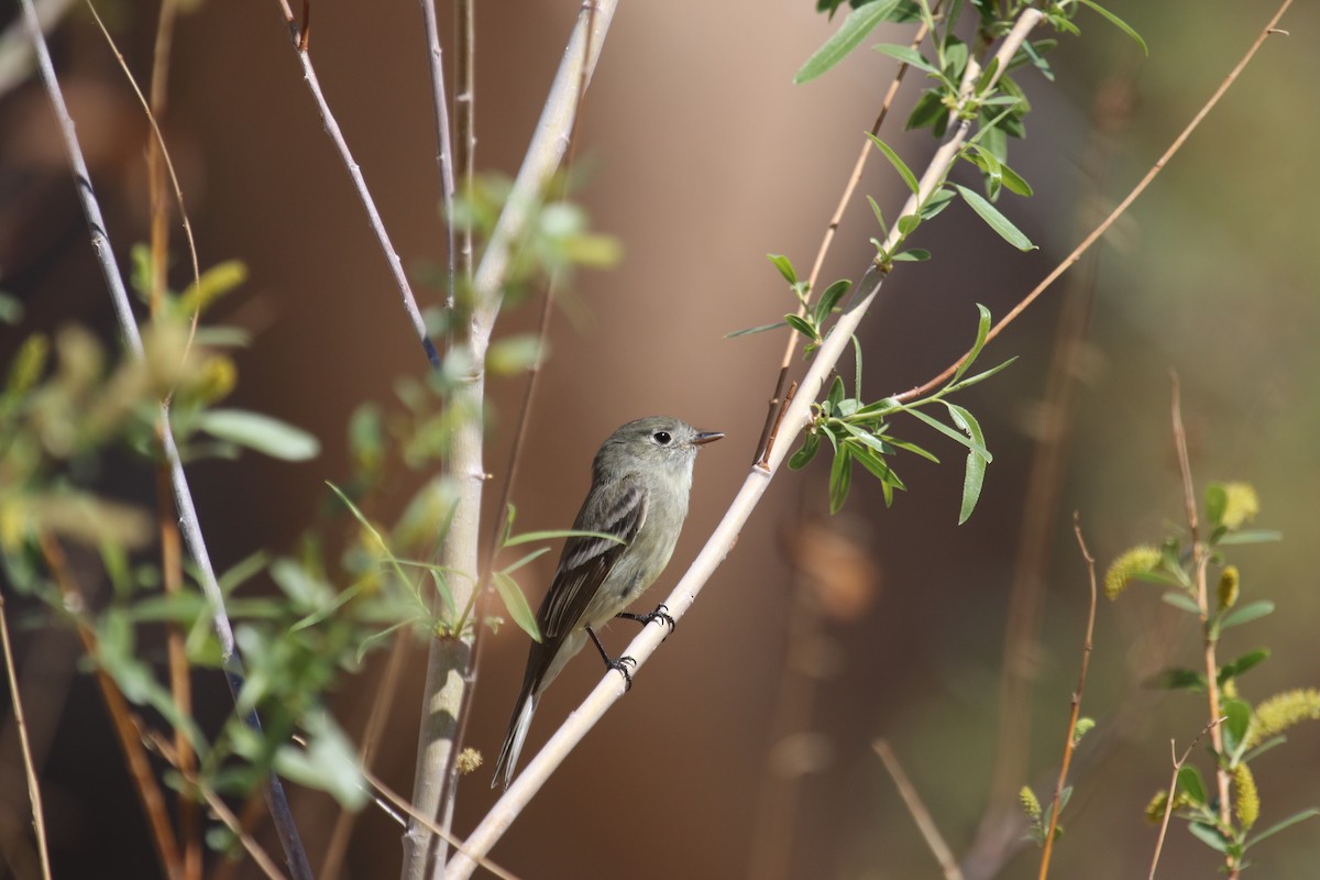Hammond's Flycatcher - ML633527453