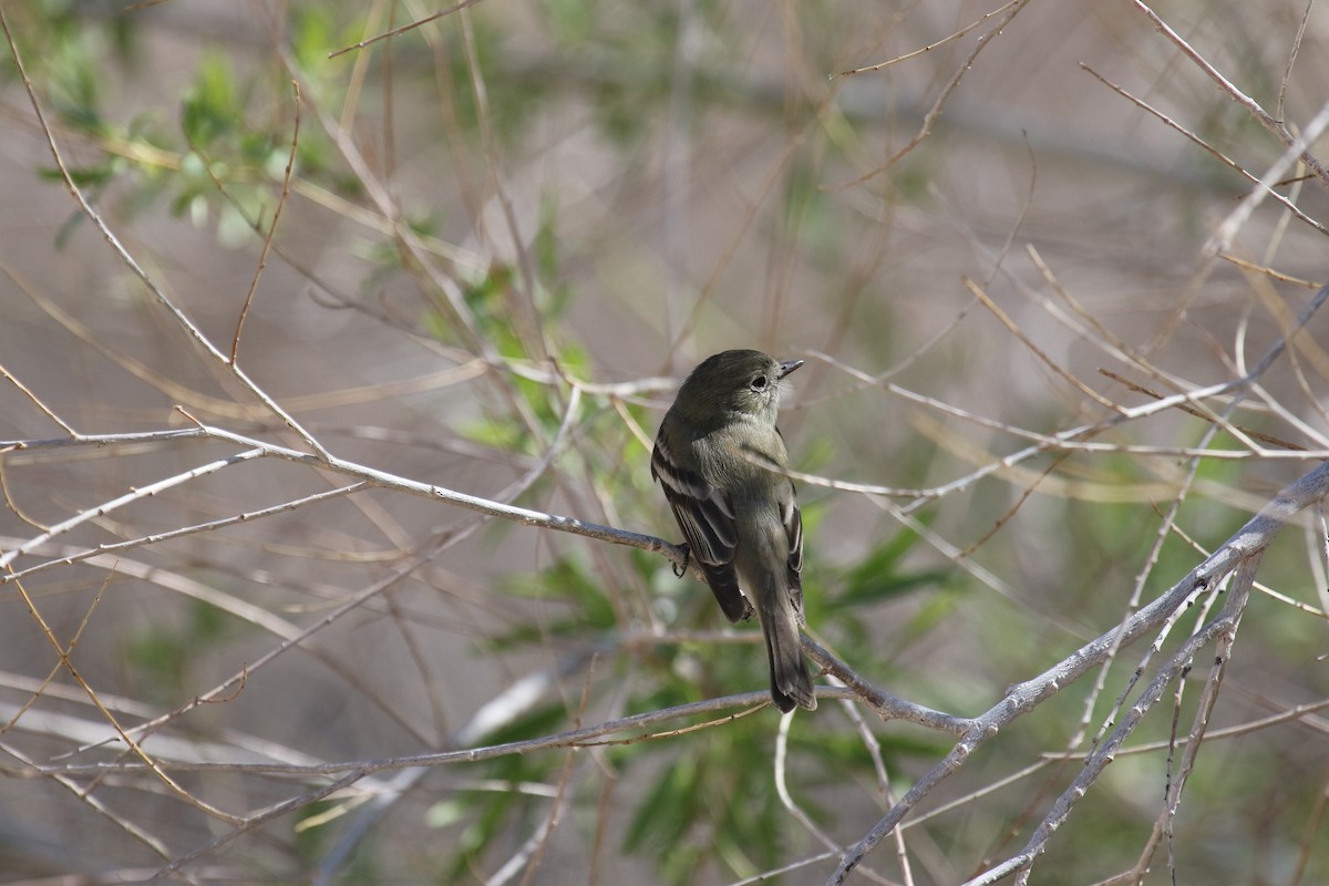 Hammond's Flycatcher - ML633527454