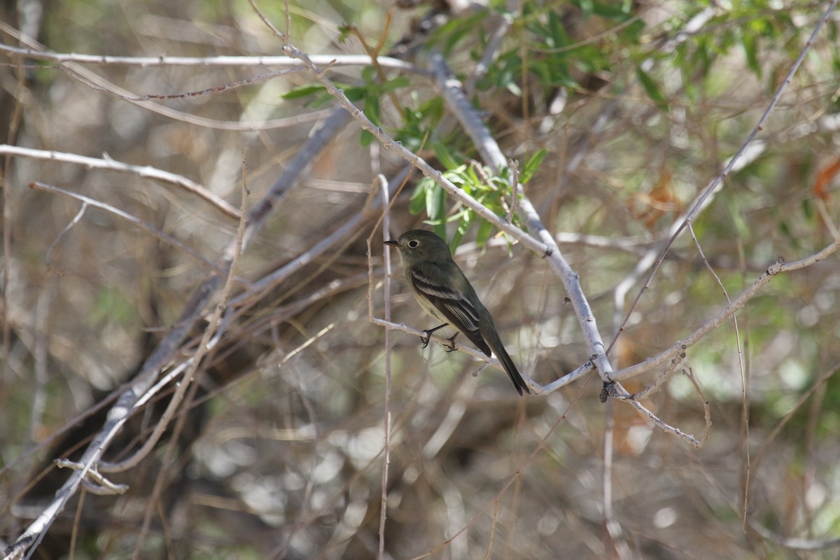 Hammond's Flycatcher - ML633527456
