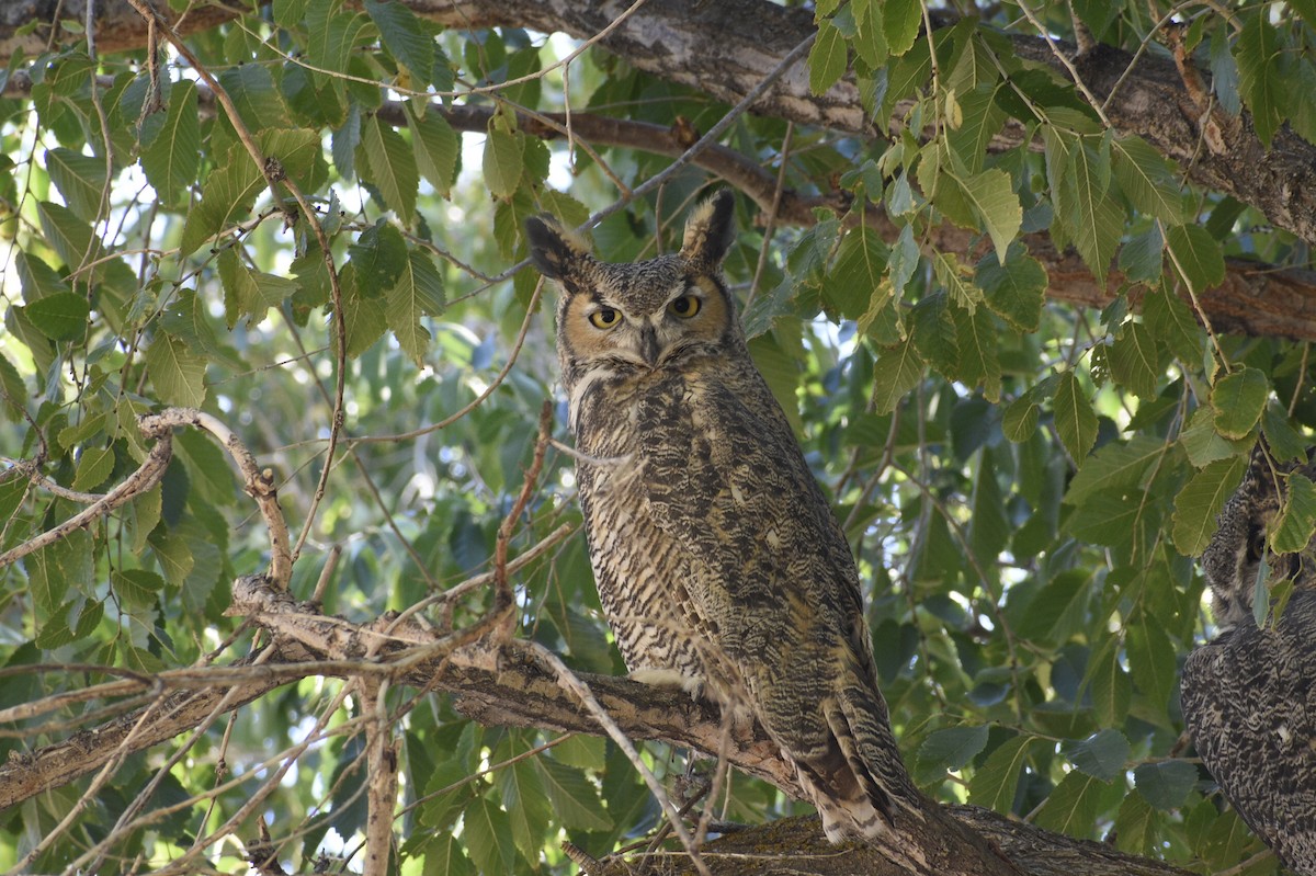 Great Horned Owl - ML633527477