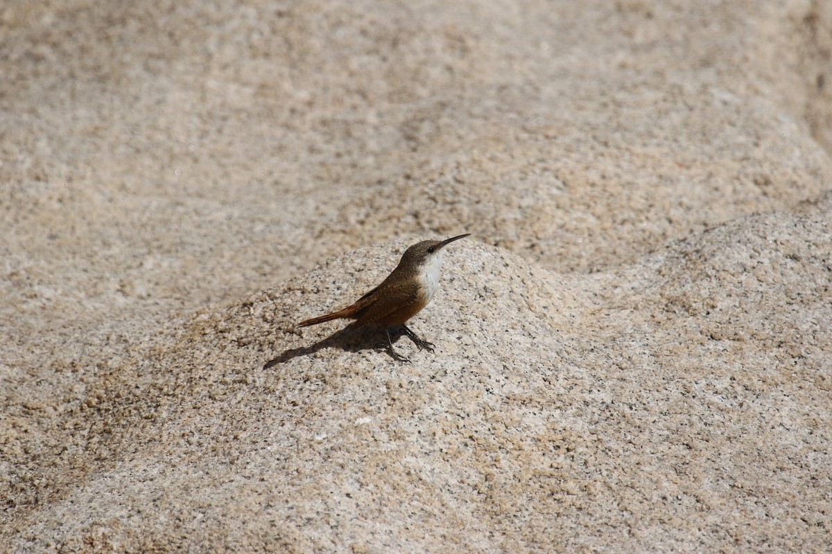 Canyon Wren - ML633527497