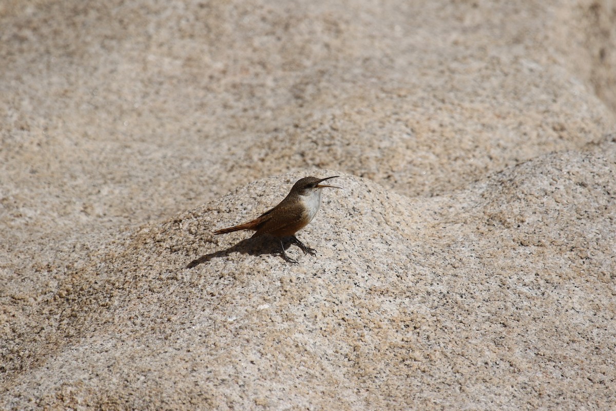 Canyon Wren - ML633527498