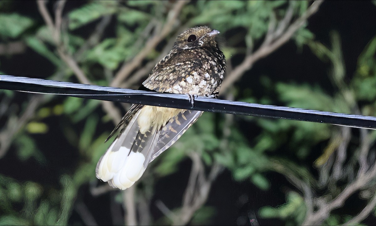 Puerto Rican Nightjar - ML633527556