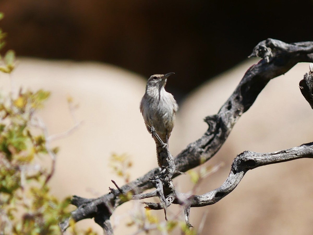 Rock Wren - ML633527576