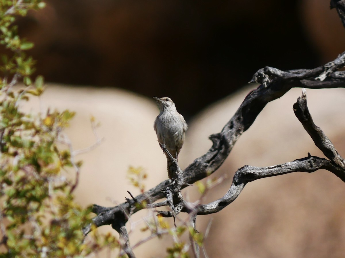 Rock Wren - ML633527577