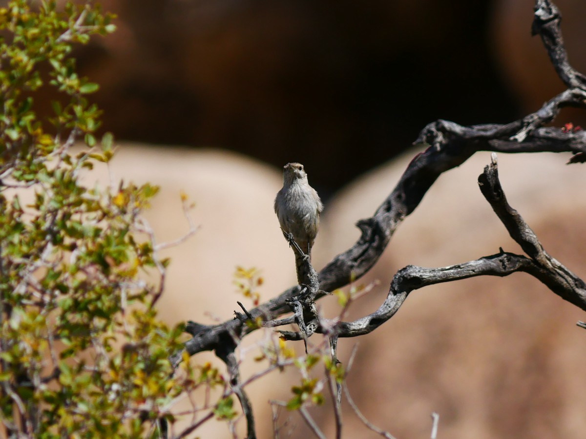 Rock Wren - ML633527578