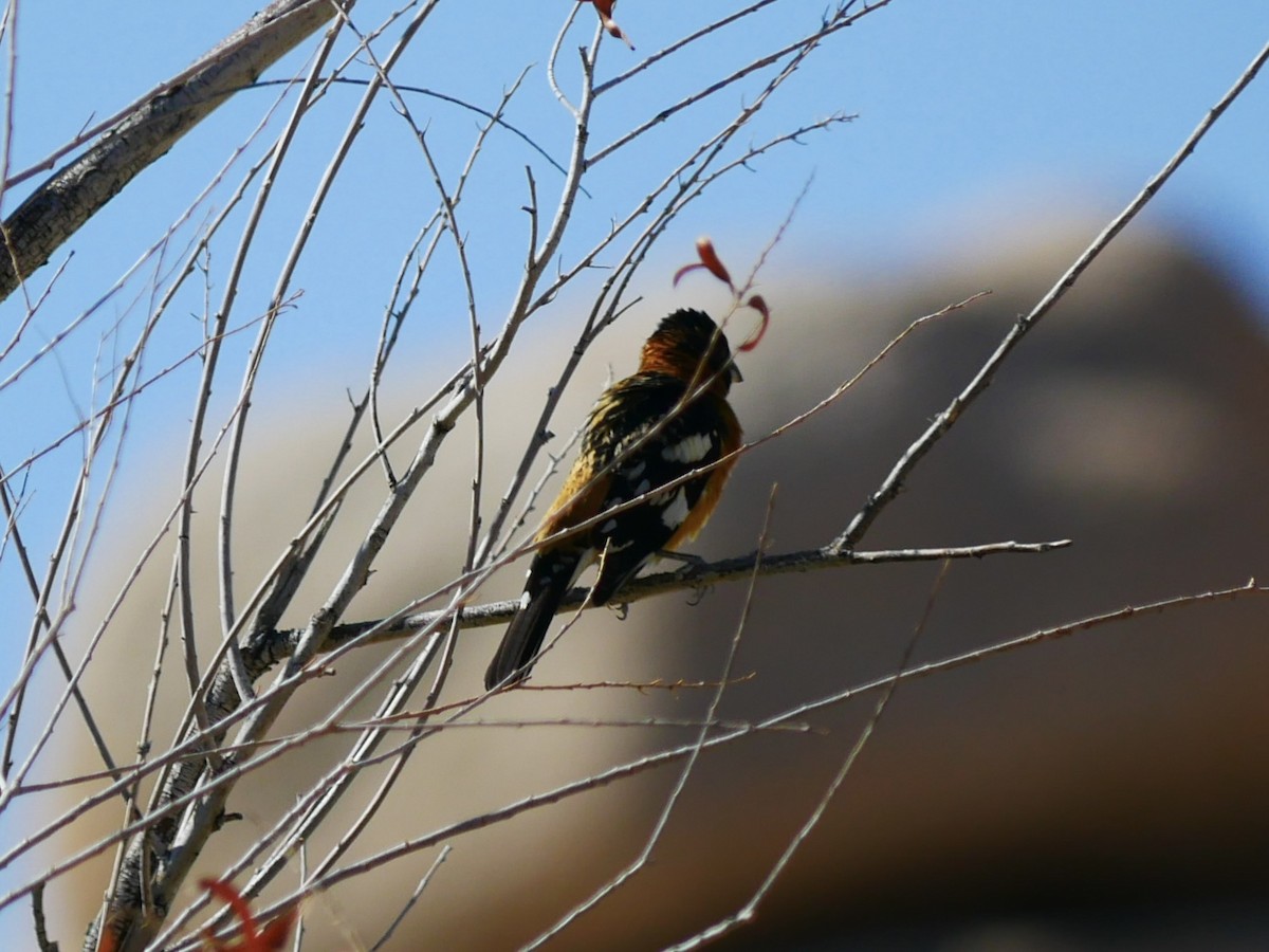 Black-headed Grosbeak - ML633527603