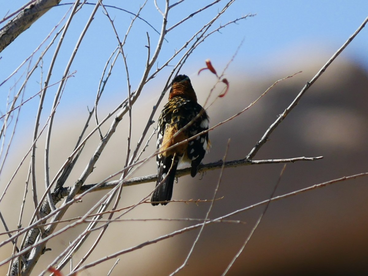 Black-headed Grosbeak - ML633527604