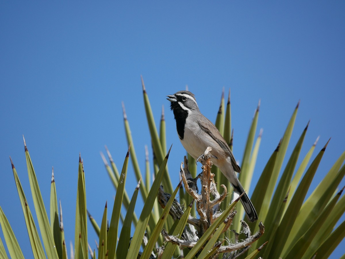 Black-throated Sparrow - ML633527675