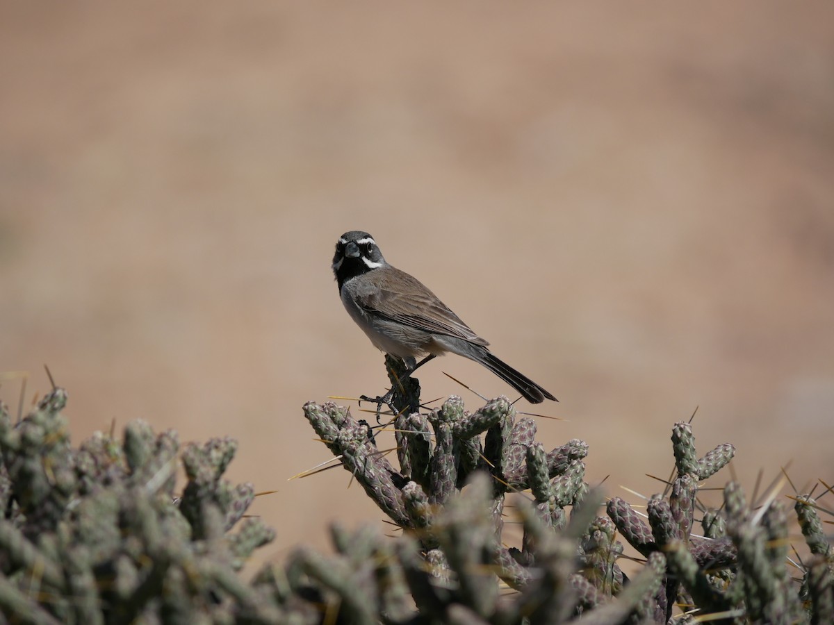 Black-throated Sparrow - ML633527676