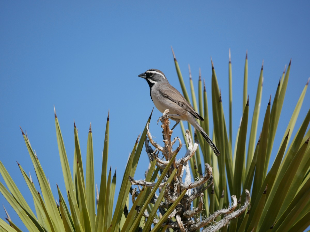 Black-throated Sparrow - ML633527677