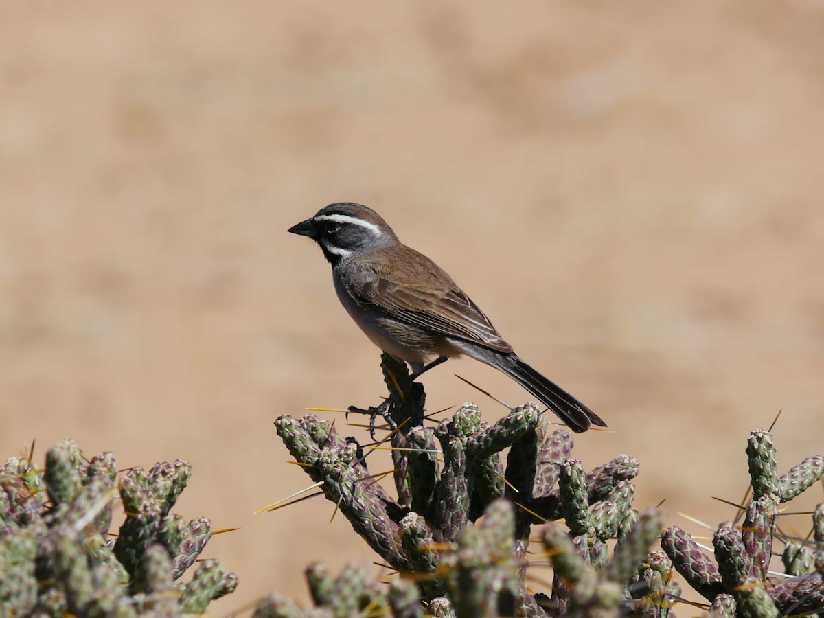 Black-throated Sparrow - ML633527678