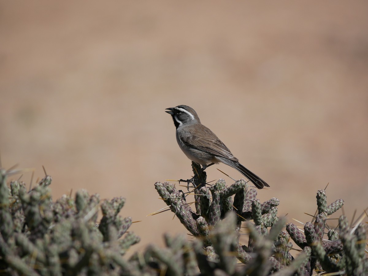 Black-throated Sparrow - ML633527679