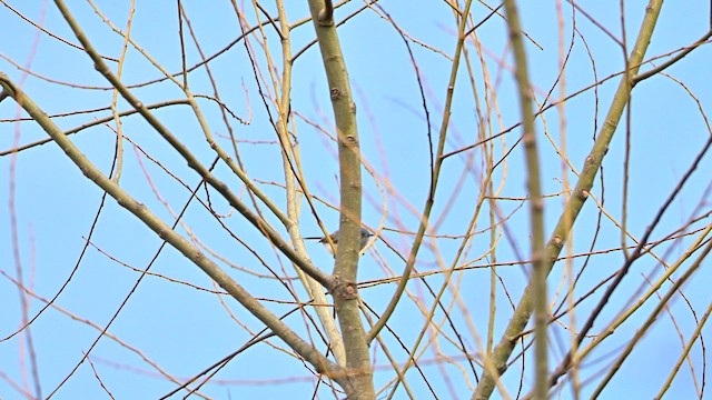 Blue-gray Gnatcatcher - ML633527765