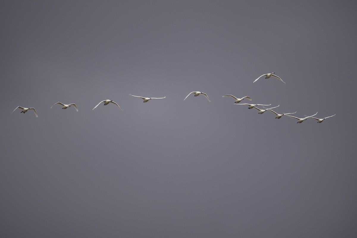 Tundra Swan - Cam Nikkel