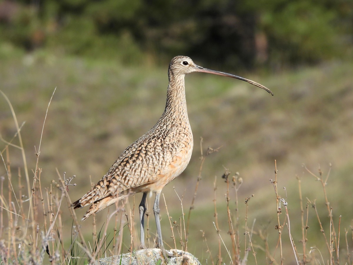 Long-billed Curlew - ML633528091