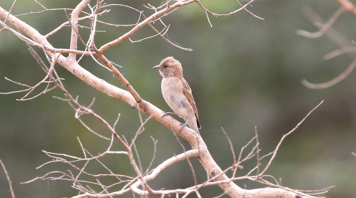 Sahel Bush Sparrow - ML633528125