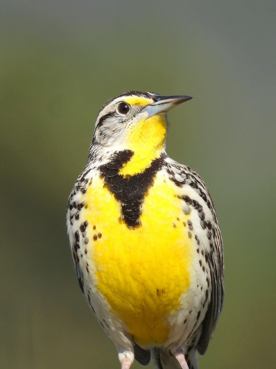 Western Meadowlark - ML633528331