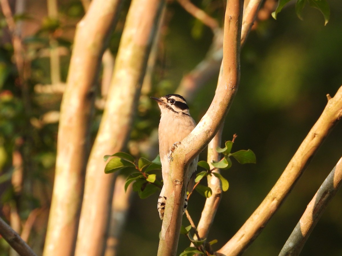Downy Woodpecker - ML633528420