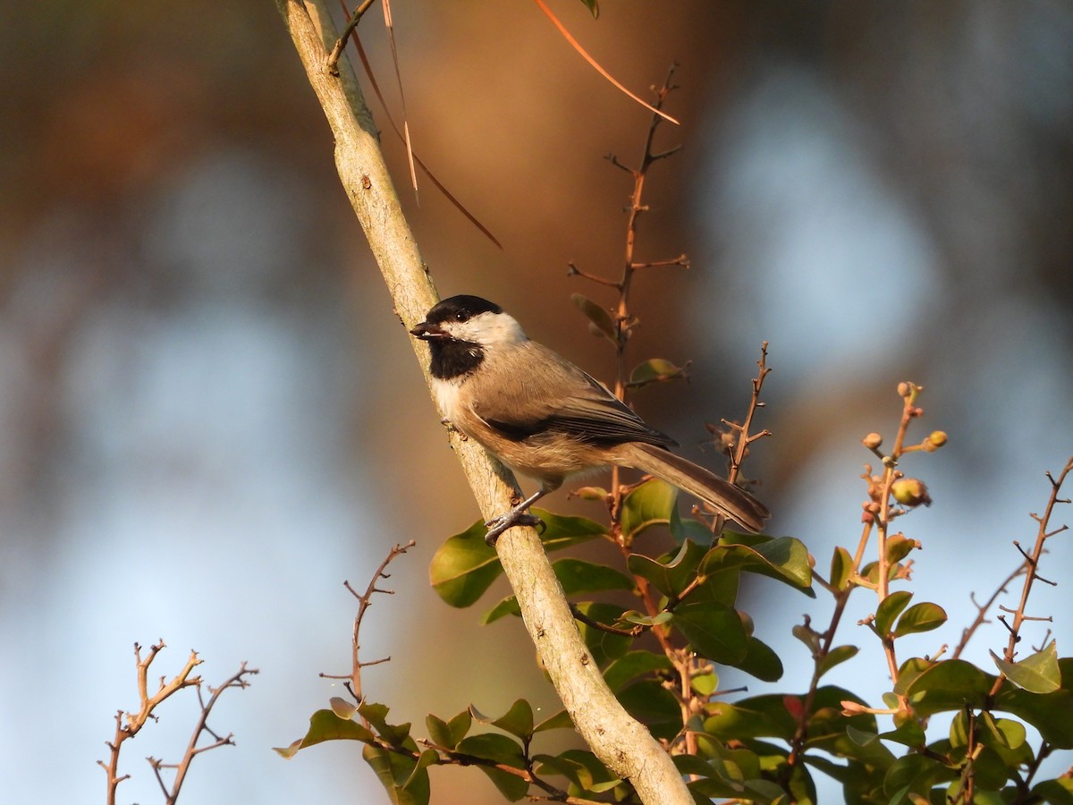 Carolina Chickadee - ML633528440