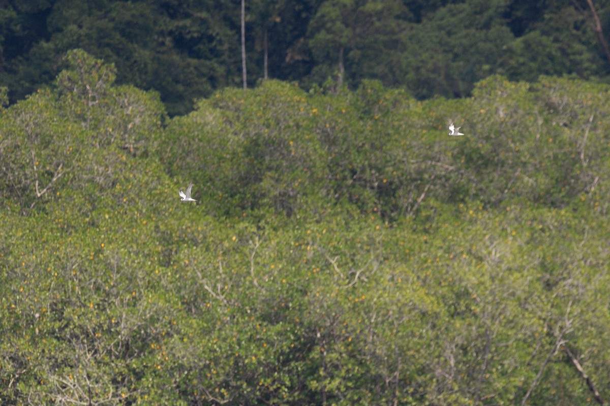 Sandwich Tern - Oscar Wainwright