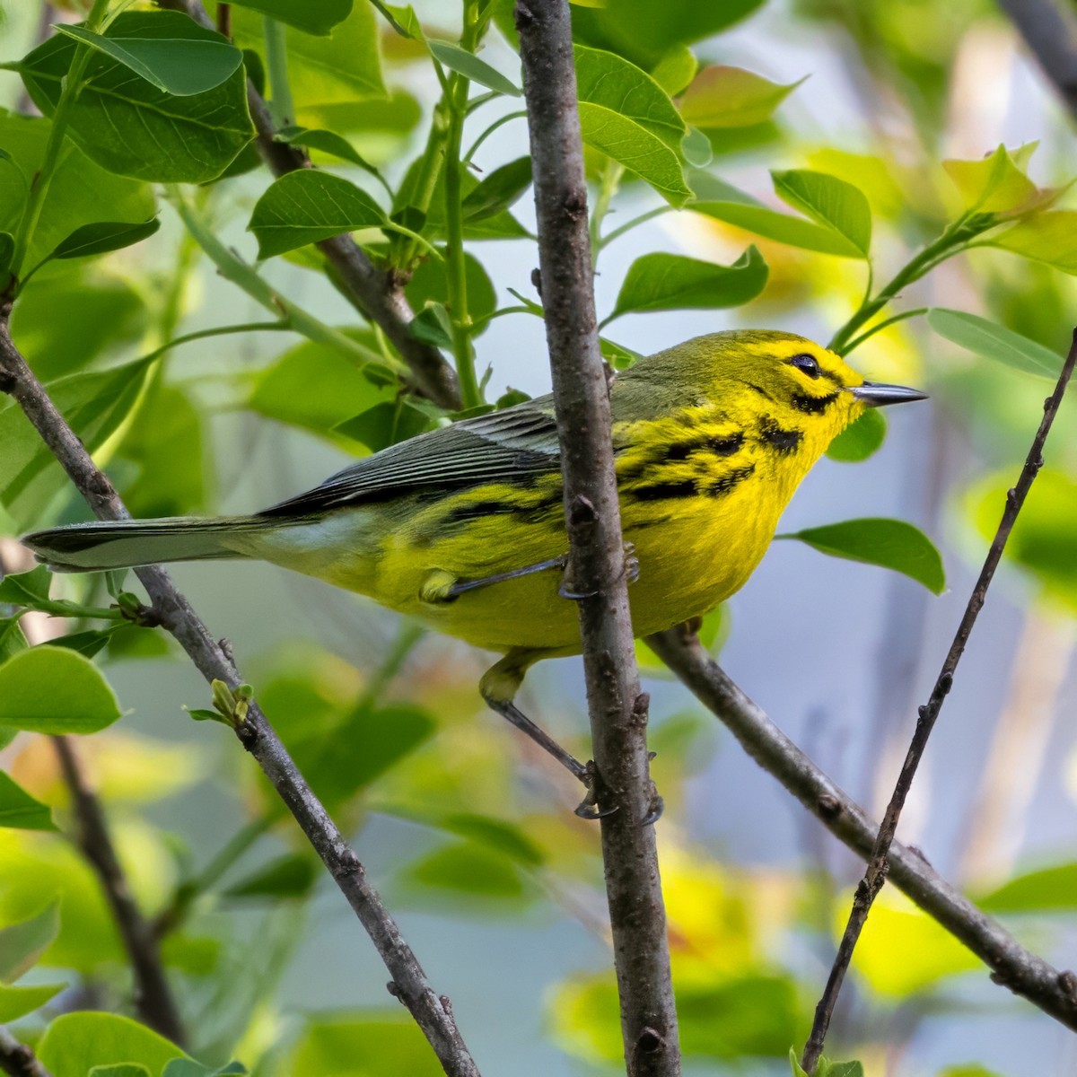 Prairie Warbler - ML633528577