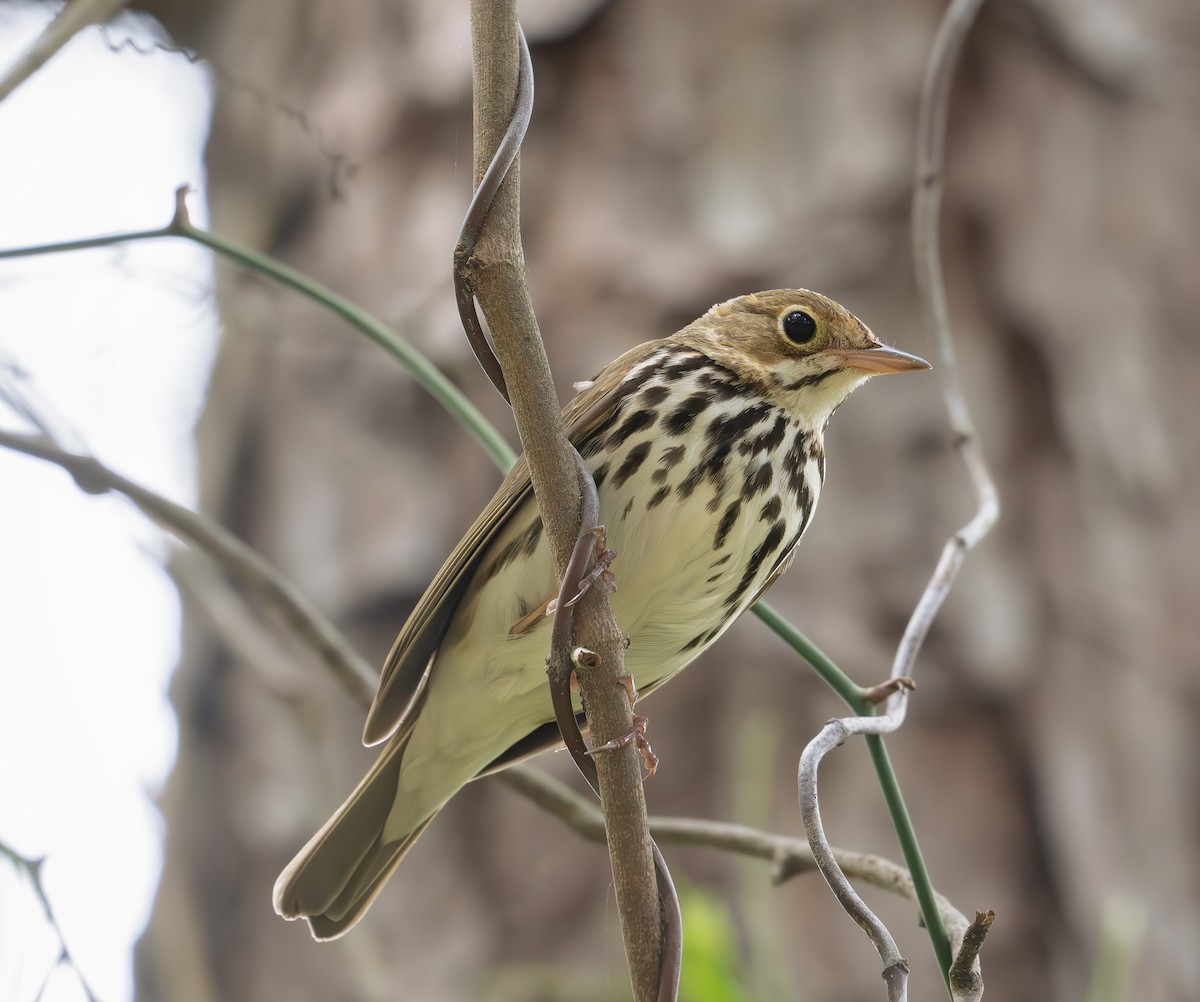 Ovenbird - ML633528578
