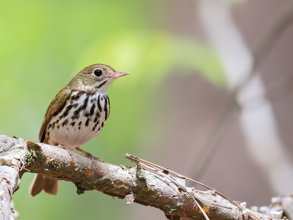 Ovenbird - ML633528579