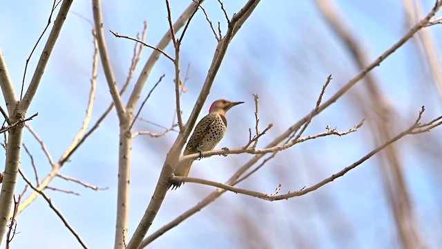 Northern Flicker - ML633528598