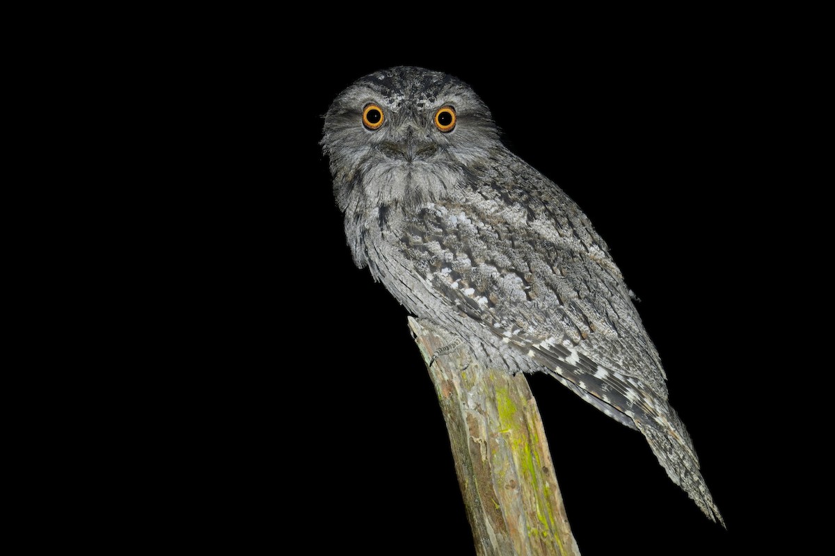 Tawny Frogmouth - ML633528772