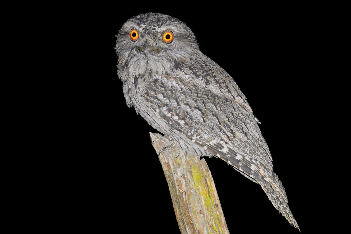 Tawny Frogmouth - ML633528773