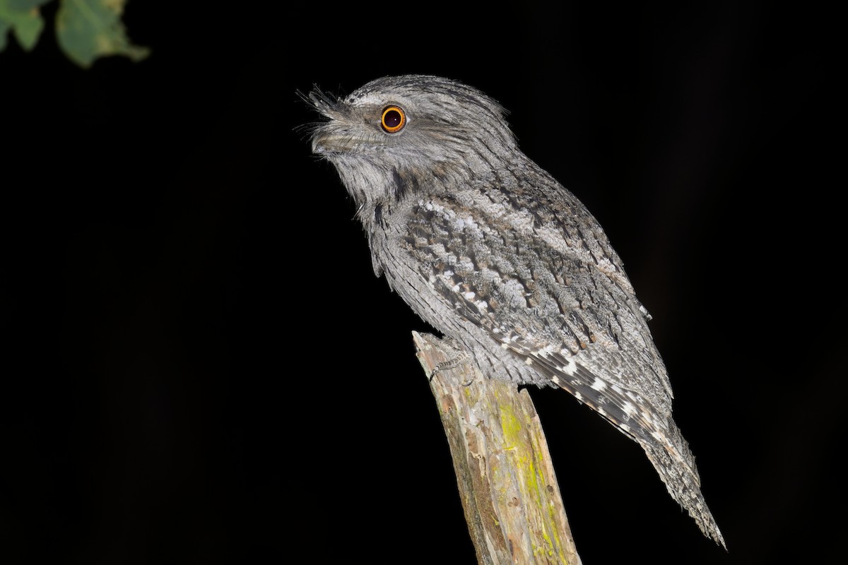 Tawny Frogmouth - ML633528774